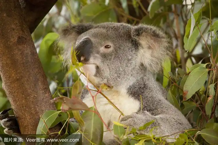 树袋熊,毛绒绒,水平画幅,可爱的,有袋亚纲