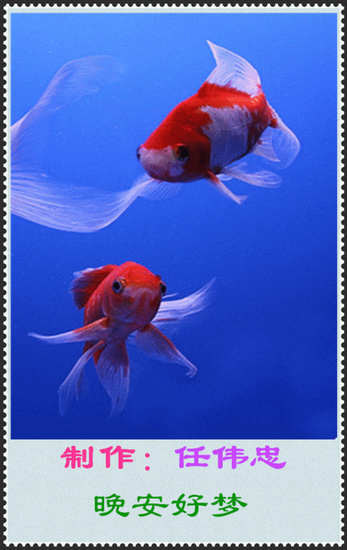 主题画.金鱼.问候人.天富兄等.问候语.晚安好梦.音乐.一生痴情只为你.