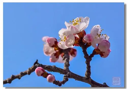 【杏花未肯无情思】 第 4 幅查看大图杏花未肯无情思【杏花未肯无情思