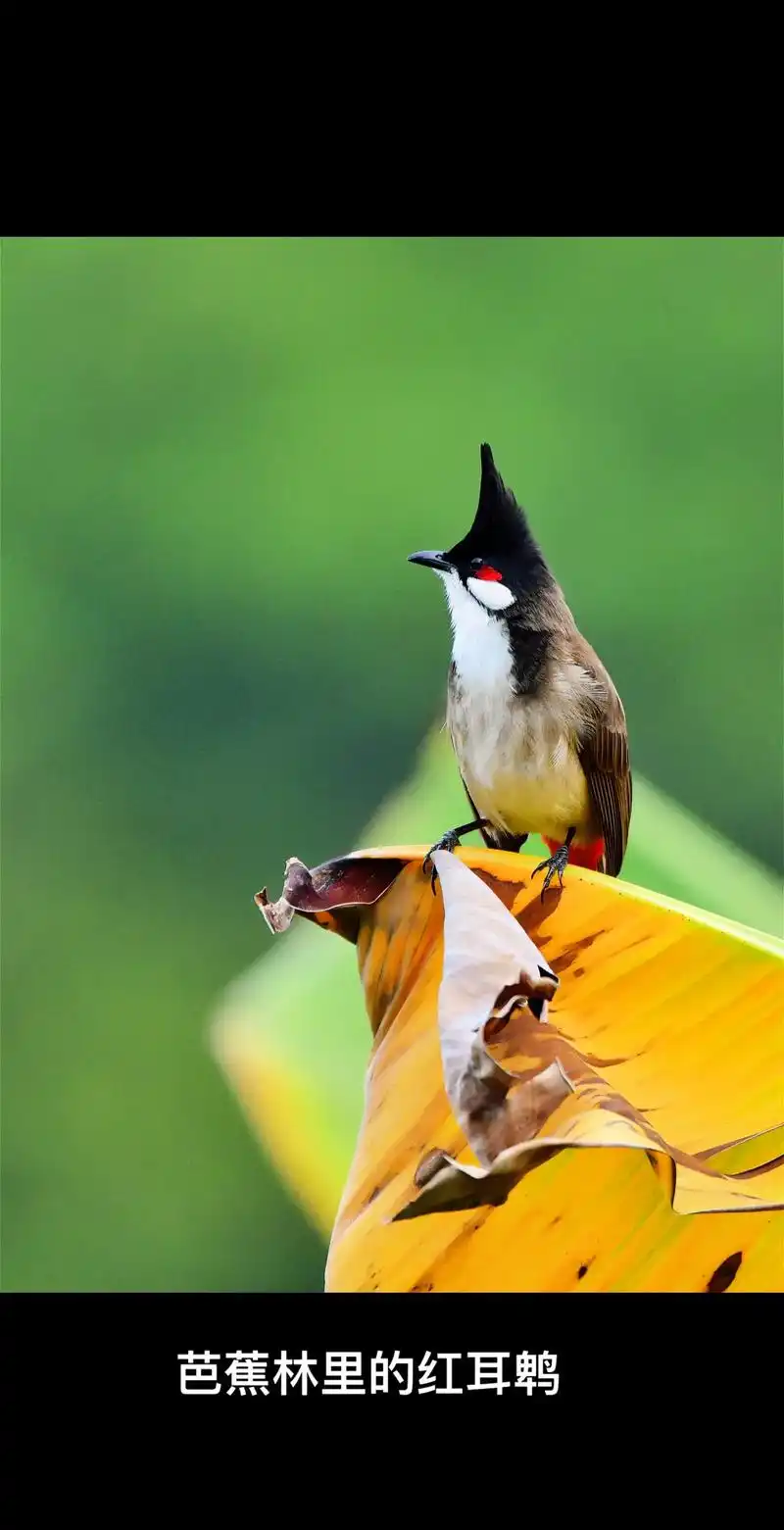芭蕉林里的红耳鹎#野生鸟类摄影 - 抖音