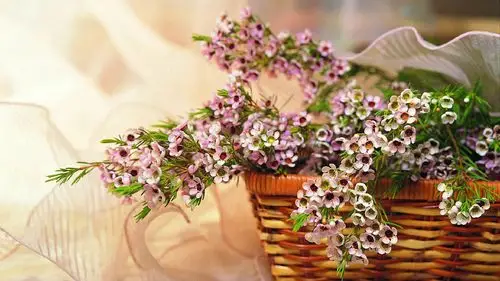 小清新淡雅清新静物高清桌面壁纸