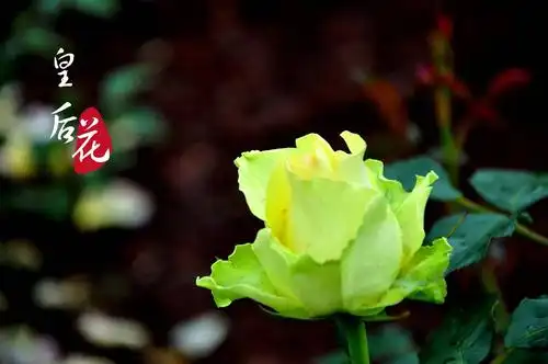 绿萼～原产中国