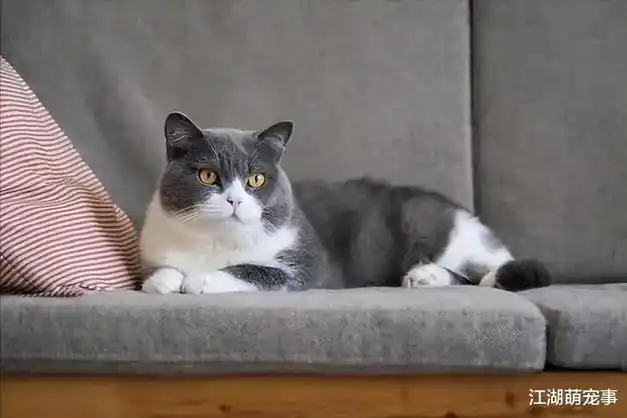 安静|英国短毛猫_网易订阅