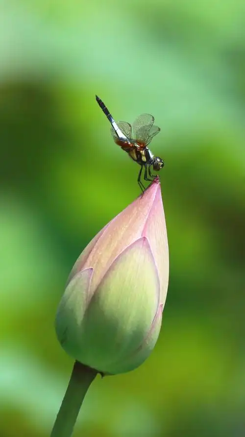 看看这只蜻蜓与荷花形成的角度,屁股撅上了天,霸气十足啊