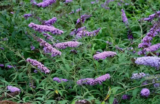 一种神奇的止痒中草药