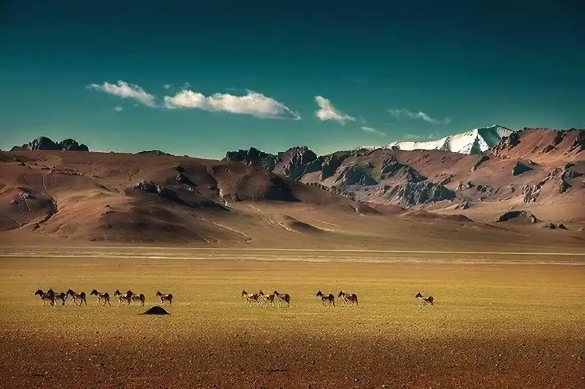 可可西里无人区:到底有什么恐怖之处?据说一只兔子都能要人命