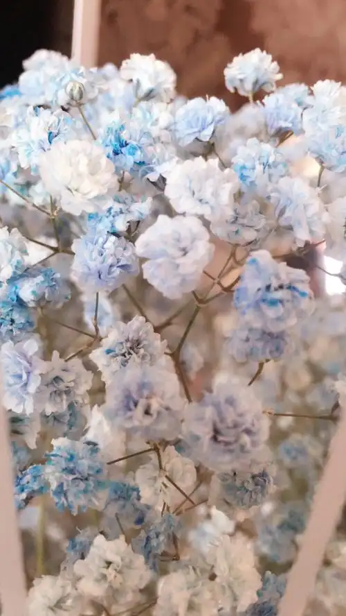 满天星 - 堆糖,美图壁纸兴趣社区