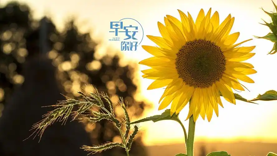 早安唯美自然风景图片桌面壁纸