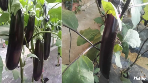 发芽期,幼苗期,开花挂果期,结果期,今天让孙大叔给我们讲讲,茄子在