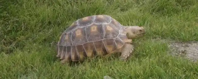 为什么国内不能养陆龟?陆龟的寿命有多长?