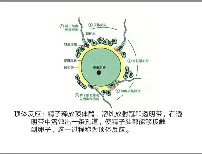 顶体反应是保证受精的必须条件.