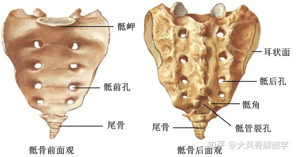 称骶岬;前面有4对骶前孔,后面有4对骶后孔,均与骶管相通;骶管裂孔,裂