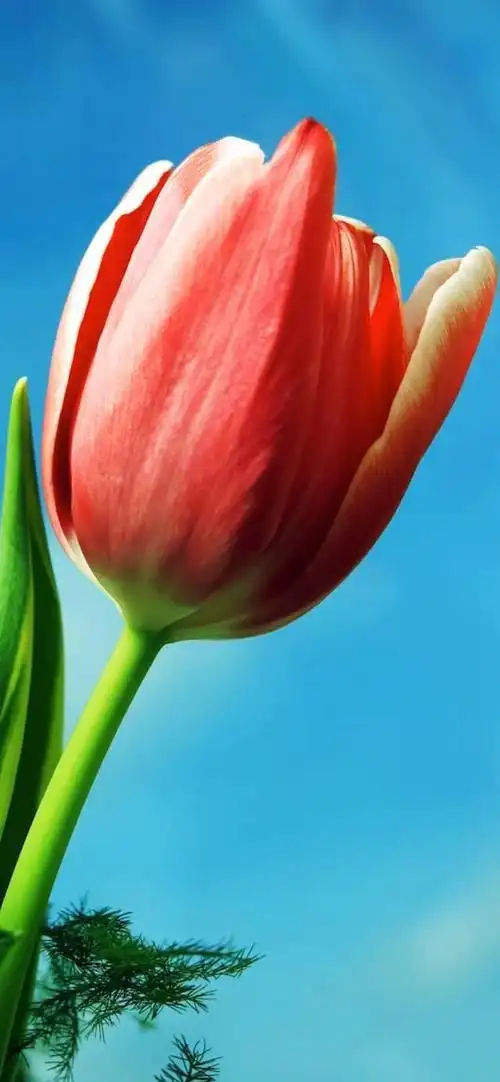 手机壁纸,郁金香花,我忍不住要分享给你们