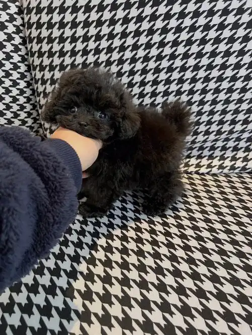 泰迪黑色泰迪也可以很美