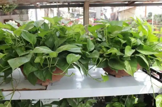 装修房子的必看这6种植物短短几天会把你家的甲醛都吃光