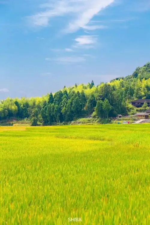 稻田中还点缀着一片竹林和一座红瓦亭子, 在一片金黄色中这是点睛之笔