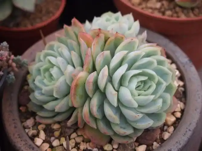 越来越红的冰梅