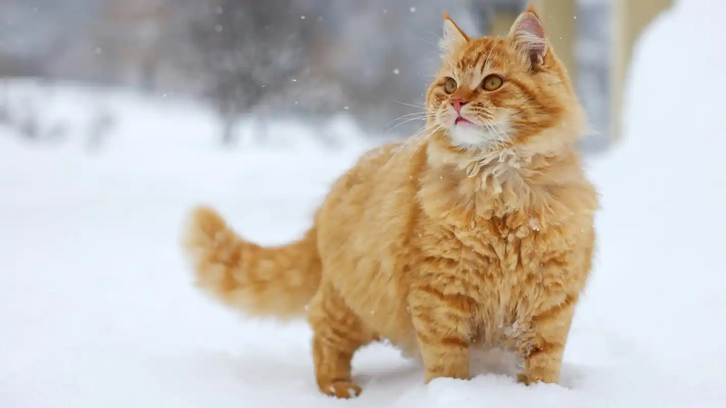 可爱萌宠猫咪图片高清宽屏桌面壁纸高清大图预览1920x1080_动物壁纸