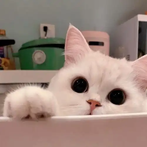 能不能给一些高清的猫咪的头像