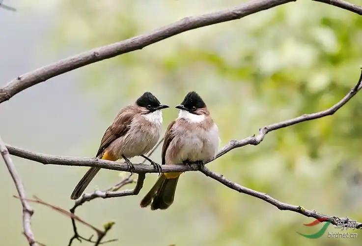 树上的鸟儿成双对
