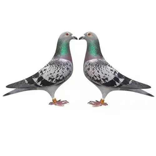 观赏鸽蝴蝶背异色信鸽幕利门火凤凰黄金甲黑金刚国血李鸟吴淞鸽子