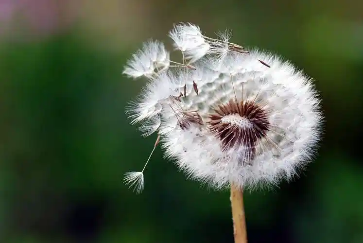蒲公英图片蒲公英华花郎婆婆丁蒲公草食用蒲公英尿床草西洋蒲公英