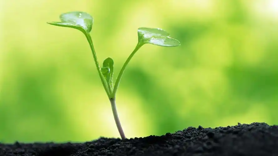 清新养眼植物高清桌面壁纸