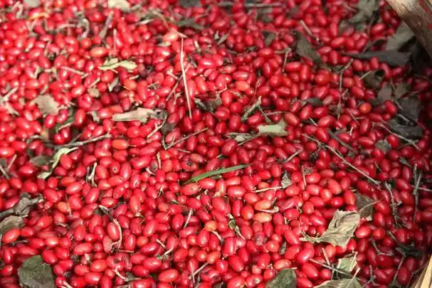 1,山茱萸,用于眩晕耳鸣,腰膝酸痛,阳痿遗精,遗尿尿频