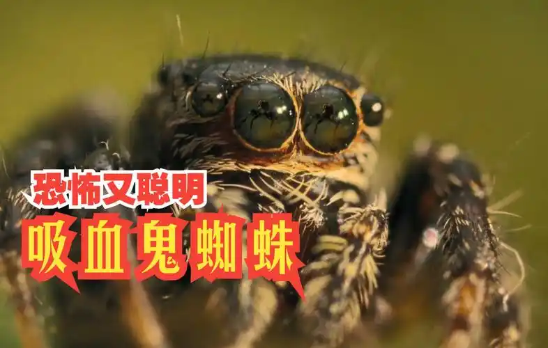 恐怖又聪明的吸血鬼蜘蛛,为了吸引异性,竟然学会了利用蚊子
