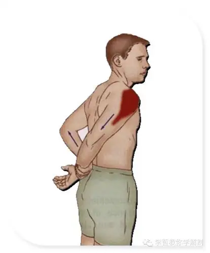 7喙肱肌拉伸6肱肌拉伸5肱二头肌拉伸4三角肌后束拉伸3三角肌外侧束拉