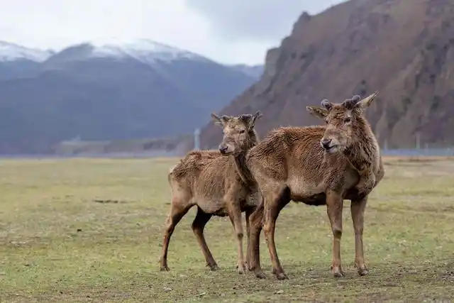 在西藏自治区昌都市类乌齐马鹿国家级自然保护区,一群群西藏马鹿生活