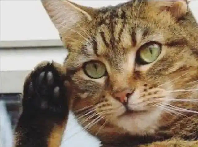 猫看电视模仿黄子韬salute学到精髓