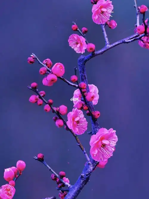 二月初见梅花开