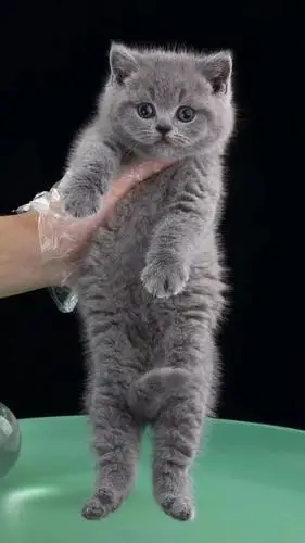 三只小可爱,英短蓝猫妹妹