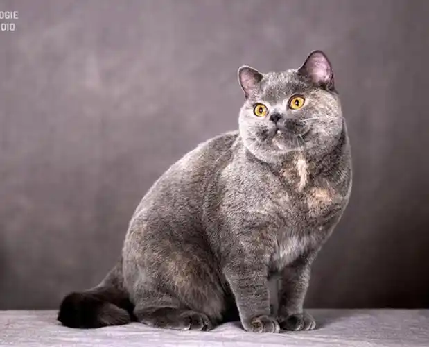 双血统英短蓝乳色退役种母已领养