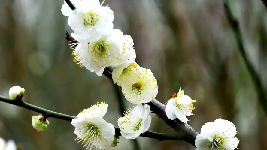 桌面壁纸 花卉 鲜花特写 > 绿萼梅图片显示:√欣赏模式   全屏模式 上