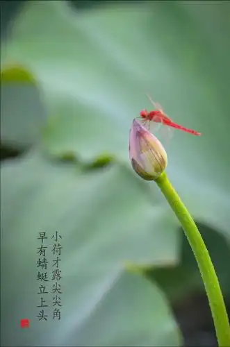 小荷才露尖尖角,早有蜻蜓立上头.