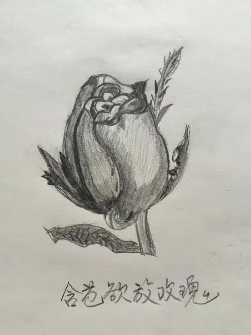 玫瑰花:浪漫玫瑰,含苞欲放.
