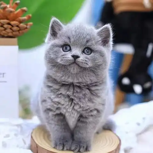 无偿领养蓝猫英短美短幼猫小奶猫活体宠物猫咪活物小猫幼崽矮脚猫