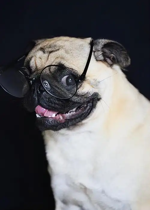 告诉你一个秘密:养狗,最好养巴哥犬|巴哥犬|主人|狗狗_新浪新闻