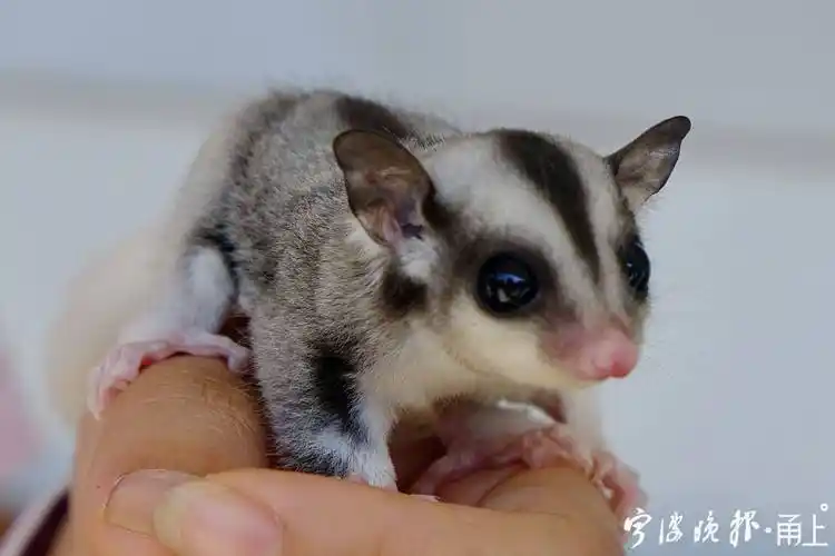 刚在宁波安家不久的蜜袋鼯,有个别名叫"飞鼠"