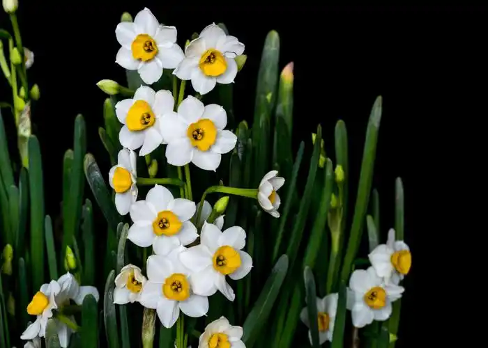 金盏银台～～水仙花