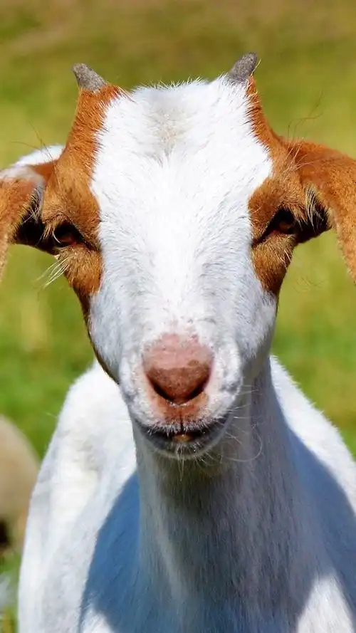 iphone 壁纸 山羊前视图