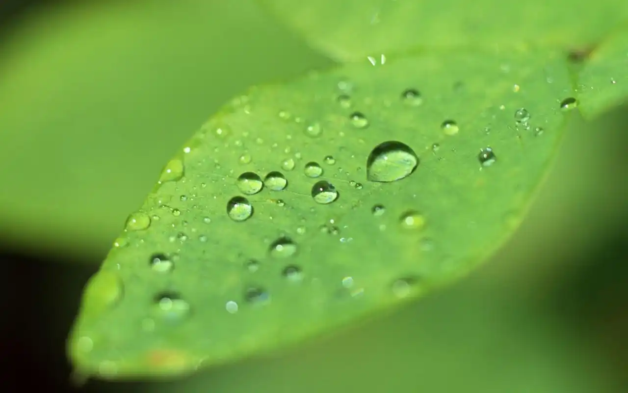 精选绿色嫩芽水珠高清护眼壁纸