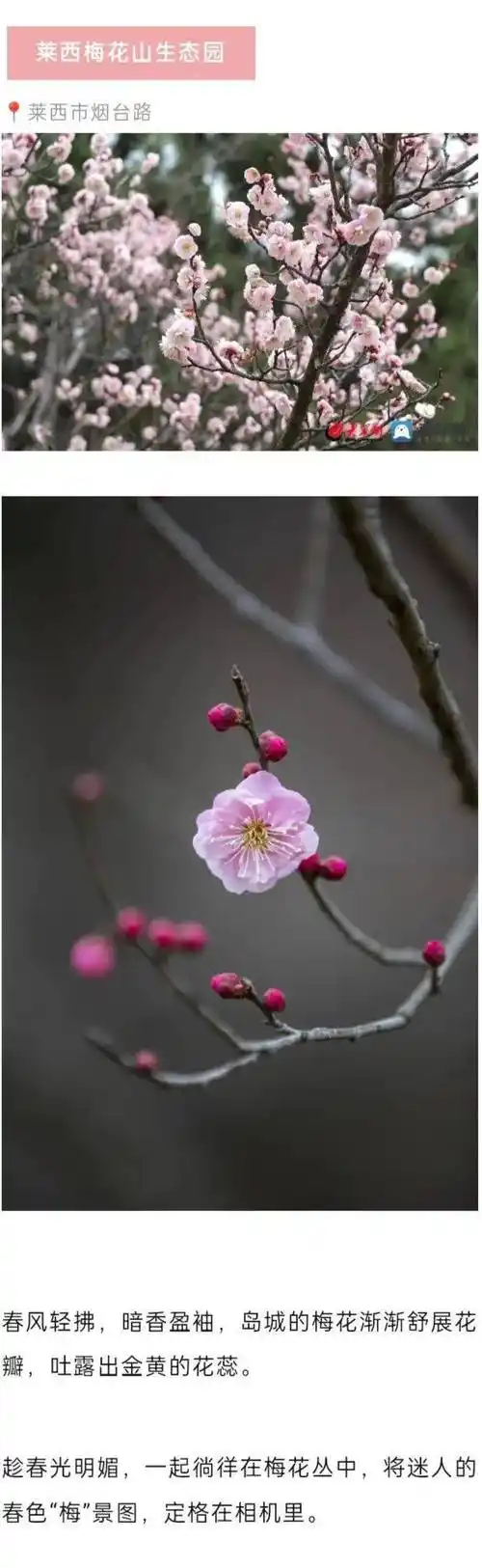 注意!接下来一个月,青岛将有大变化!_梅花_梅好_侵权