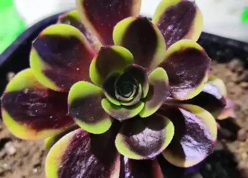 美娅也是一款带锦的法师,又被称为是黑萝莉覆轮锦,鸿福,这个品种有一