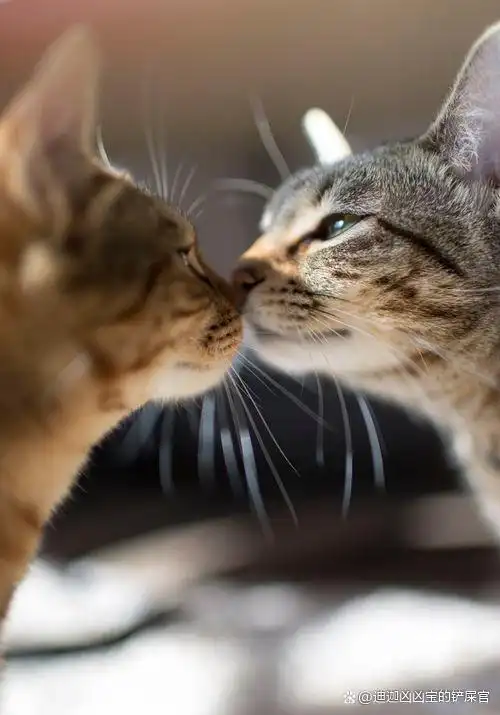 这种行为就是两只亲密的猫咪在打招呼.