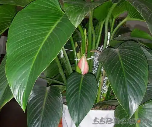 请问金钻几年开花?有开花图片吗?