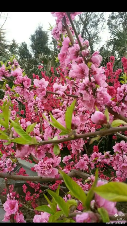 桃花艳!桃花美!桃花满天飞!桃花遍地红!三月桃花笑春风!