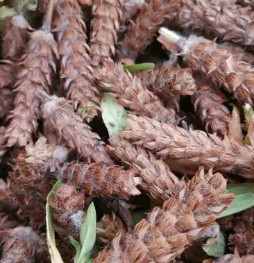 [夏枯球批发]夏枯球价格20.00元/斤 - 一亩田